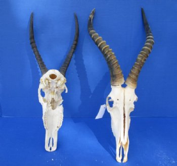 Craft Grade Blesbok Skulls and Horns  <font color=red> Wholesale</font>, All Have Damage -  3 @  $39.00 each; 