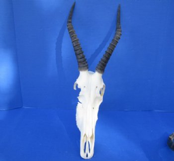 Craft Grade Blesbok Skulls and Horns  <font color=red> Wholesale</font>, All Have Damage -  3 @  $39.00 each; 