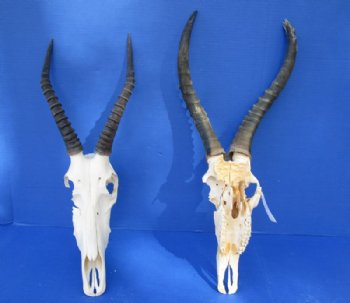 Craft Grade Blesbok Skulls and Horns  <font color=red> Wholesale</font>, All Have Damage -  3 @  $39.00 each; 