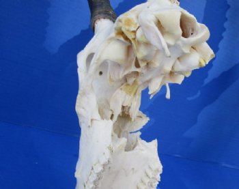 Craft Grade Blesbok Skulls and Horns  <font color=red> Wholesale</font>, All Have Damage -  3 @  $39.00 each; 