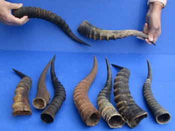 Craft Grade B Blesbok Horns <font color=red>Wholesale </font> 12 to 16 inches - 20 for $4.95 each