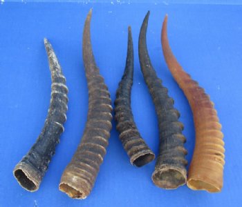 African Female Blesbok Horns 11 to 15 inches <font color=red> Wholesale</font> - 10 @ $9.00 each