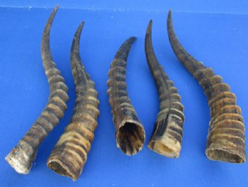 Male Blesbok Horns <font color=red>Wholesale </font> 12 to 16 inches - 10 for $10.00 each