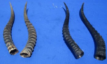 Matching Pairs of African Blesbok Horns  <font color=red> Wholesale</font> 11 to 13 inches - 6 pairs @ $22.50 a pair