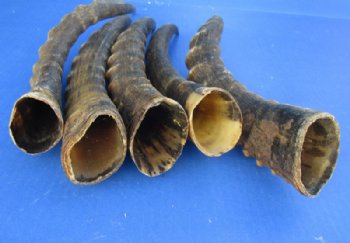 Male Blesbok Horns <font color=red>Wholesale </font> 12 to 16 inches - 10 for $10.00 each