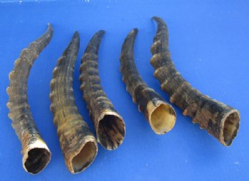 Male Blesbok Horns <font color=red>Wholesale </font> 12 to 16 inches - 10 for $10.00 each