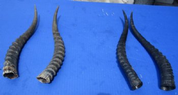 Matching Pairs of African Blesbok Horns  <font color=red> Wholesale</font> 11 to 13 inches - 6 pairs @ $22.50 a pair