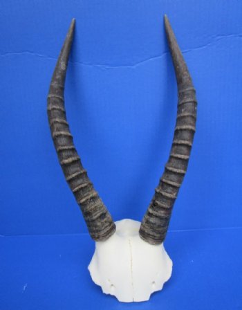 12 to 15 inches Blesbok Horns on Skull Plate, Cap for $39.99 each