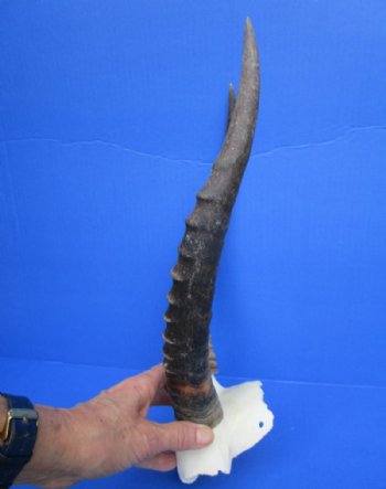 12 to 15 inches Blesbok Horns on Skull Plate, Cap for $39.99 each