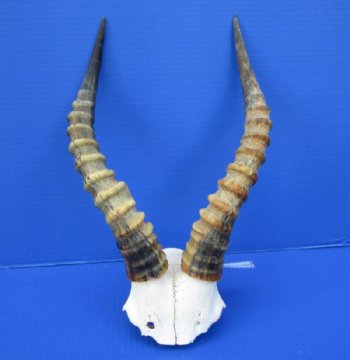 12 to 15 inches Blesbok Horns on Skull Plate, Cap for $39.99 each