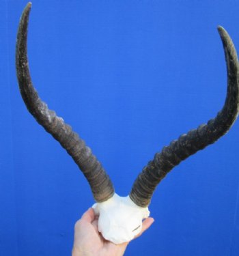 12 to 15 inches Blesbok Horns on Skull Plate, Cap for $39.99 each