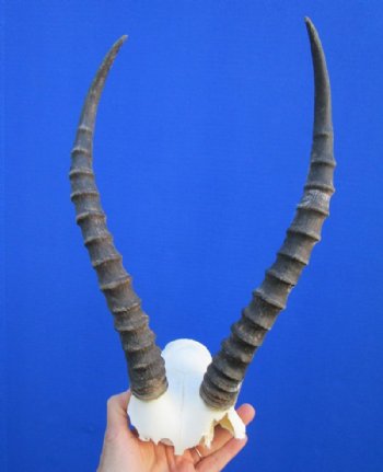 12 to 15 inches Blesbok Horns on Skull Plate, Cap for $39.99 each