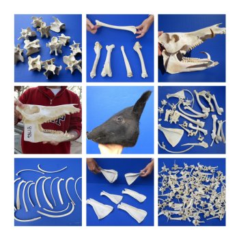 Articles - Cleaning Boar Skulls and Bones