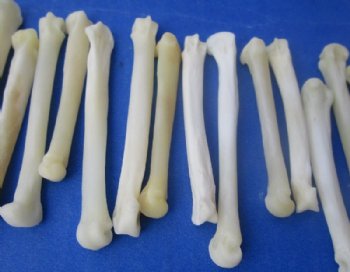 Real Coyote Feet Bones, Paw Bones <font color=red> Wholesale</font> in Bulk for Bone Art and Crafts 1-1/4 to 2 inches - 150 @ .67 each