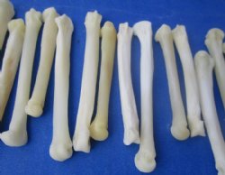 Real Coyote Feet Bones, Paw Bones <font color=red> Wholesale</font> in Bulk for Bone Art and Crafts 1-1/4 to 2 inches - 150 @ .67 each