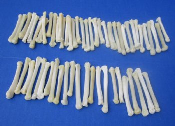 Real Coyote Feet Bones, Paw Bones <font color=red> Wholesale</font> in Bulk for Bone Art and Crafts 1-1/4 to 2 inches - 150 @ .67 each