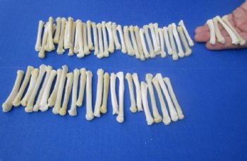 Real Coyote Feet Bones, Paw Bones <font color=red> Wholesale</font> in Bulk for Bone Art and Crafts 1-1/4 to 2 inches - 150 @ .67 each