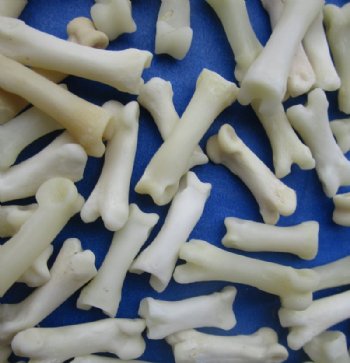 Authentic Tiny Coyote Toe Bones for Bone Jewelry and Art Under 1 inch - 25 @ .87 each