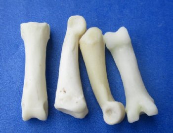 Authentic Tiny Coyote Toe Bones for Bone Jewelry and Art Under 1 inch - 25 @ .87 each