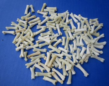 Authentic Tiny Coyote Toe Bones for Bone Jewelry and Art Under 1 inch - 25 @ .87 each