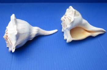 6 to 7 inches Left-Handed Whelk Shells <font color=red> Wholesale</font>, Lightning Whelks - Case of 23 @ $4.25 each