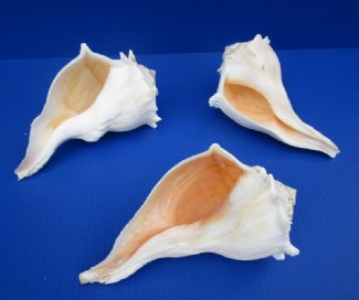 Dotted Dove White Tiny Whelk Seashells - 1 Kg – Peek A Blue
