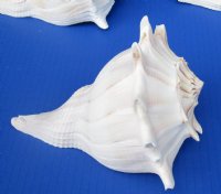 7 inches Lightning Whelks for Sale, or Left Handed Welk Shells, State Shell of Texas - Pack of 1 @ $11.49 each; Pack of 6 @ $9.20 each;