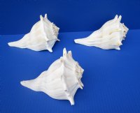 7 inches Lightning Whelks for Sale, or Left Handed Welk Shells, State Shell of Texas - Pack of 1 @ $11.49 each; Pack of 6 @ $9.20 each;