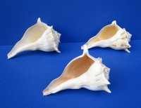 7 inches Lightning Whelks for Sale, or Left Handed Welk Shells, State Shell of Texas - Pack of 1 @ $11.49 each; Pack of 6 @ $9.20 each;