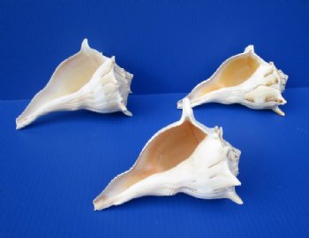 7 inches Lightning Whelks for Sale, or Left Handed Welk Shells, State Shell of Texas - $11.49 each; 6 @ $9.20 each