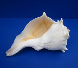 7-3/4 to 8-3/4 inches Left Handed Whelk Shells for Sale, Lightning Shells, State Seashell of Texas -$16.99 each; 6 @ $13.60 each; 