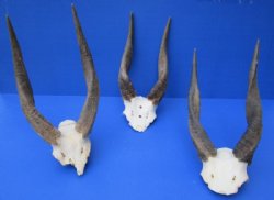 Cape Bushbuck Skull Plate with Horns - Buy a Similar One for $49.99