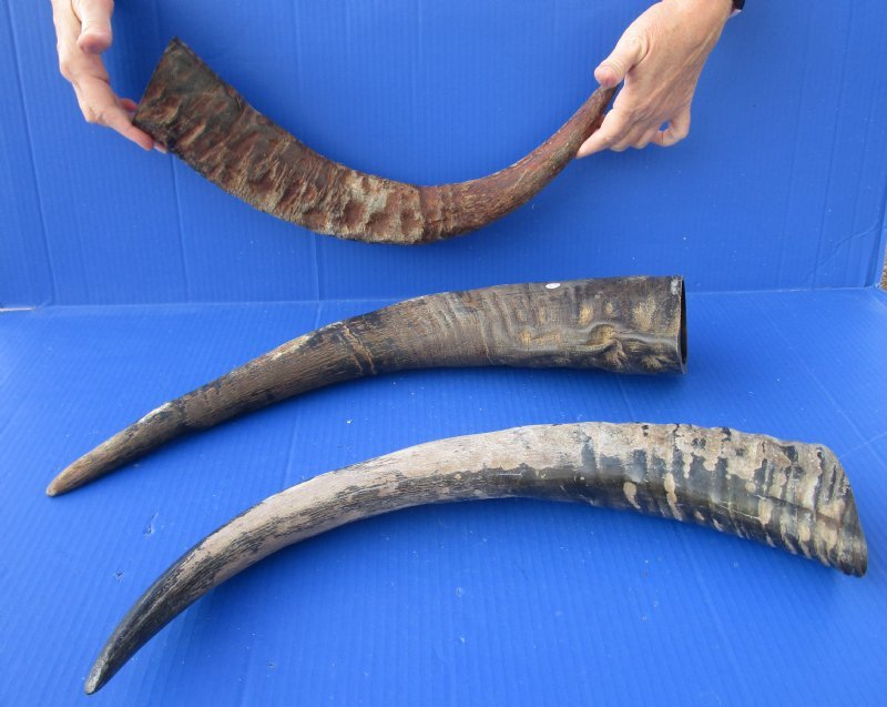 20 to 23 inches Wholesale Raw Natural Water Buffalo Horns for Sale