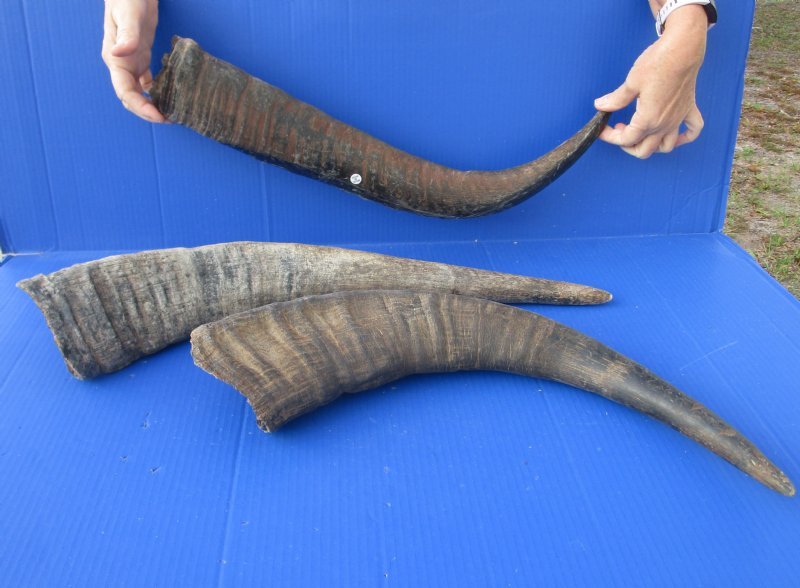 24 to 28 inches Wholesale Raw Natural Water Buffalo Horns for Sale