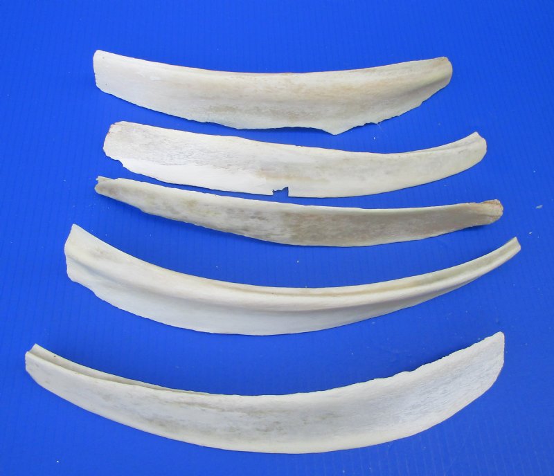 $4.50 each for Wholesale Water Buffalo Rib Bones 9 to 15 inches