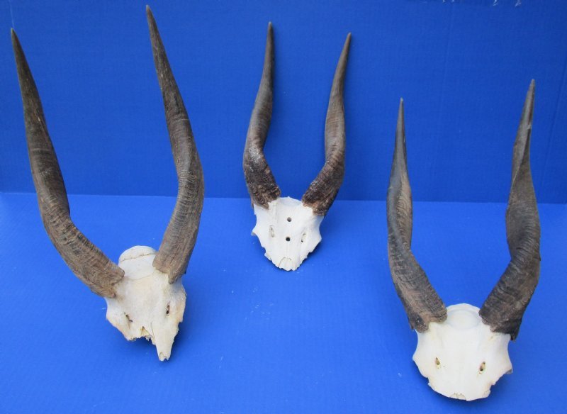 Wholesale Cape Bushbuck Skull Plate with 12 to 18 inches Horns