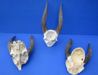 Cape Bushbuck Skull Plate with Horns <font color=red> Wholesale</font> - 3 @ $36.00 each