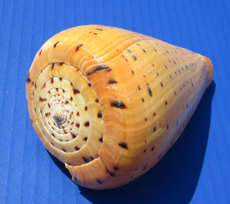 4 to 5 inches Conus Betulinus Shells for Sale in Bulk, a Heavy Yellow Shell