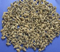 Small Cerith Sand Snail Shells  - $3.25 a kilo; 3 @ $2.80 a kilio