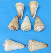 2-1/2 to 2-7/8 inches Small Knobby Top Cone Shells  -  12 @ .50 each