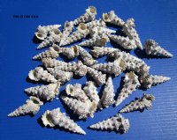 2-1/4 to 3-1/2 inches Cerithium Nodulosum Shells for Sale -  $3.60 a kilo; 3 @  $3.20 a kilo