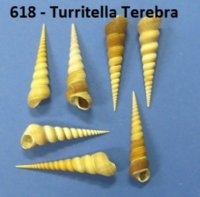 Turritella Seashell Toy Soldier Christmas Ornaments <font color=red> Wholesale</font>  -  40 @ $2.45 each