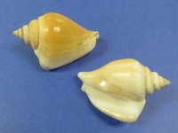 2-1/2 inches Painted Seashell Santa with Red Cap <font color=red> Wholesale</font> - Bag of 50 @ <font color=red>$2.45</font> each