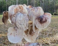 38 inches long Saddle Oyster Shell Wind Chime, with a rustic look - Case: 6 @ $14.05 each; 2 <font color=red> Wholesale Cases</font> @ $9.35 each