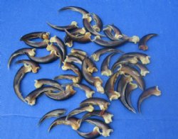 North American Porcupine Claws for Jewelry and Art - 10 @ $1.45 each