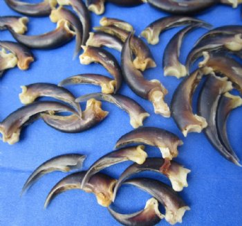 North American Porcupine Claws for Jewelry and Art - 10 @ $1.45 each