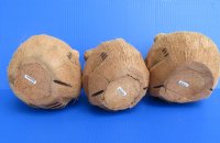 6 inches Painted and Carved Coconut Bear - 3 @ $5.60 each