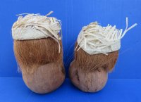 10 inches Painted and Carved Coconut Monkey Playing Drums and Wearing a Straw Hat - 2 @ $6.00 each; 6 @ $5.60 each