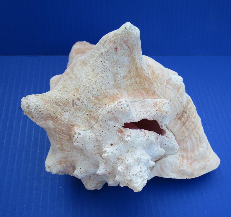 Wholesale Large Pink Conch Shells 8 To 8 1 2 Inches 9 25 Each   Conchslit 8h 383 Detail 