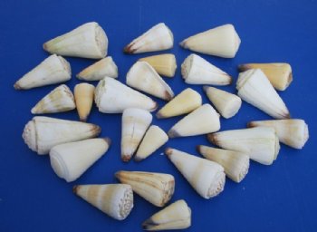 5.25 pounds of Assorted Virgo and Distant Cone Shells -1 Gallon (5.25 pounds) @ $7.00 a bag; 3 gallons @ $6.30 a bag